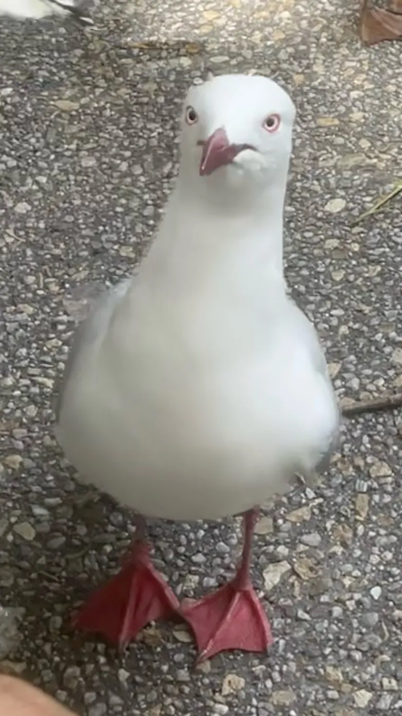 ai character: MR SEAGULL😱🤯 background