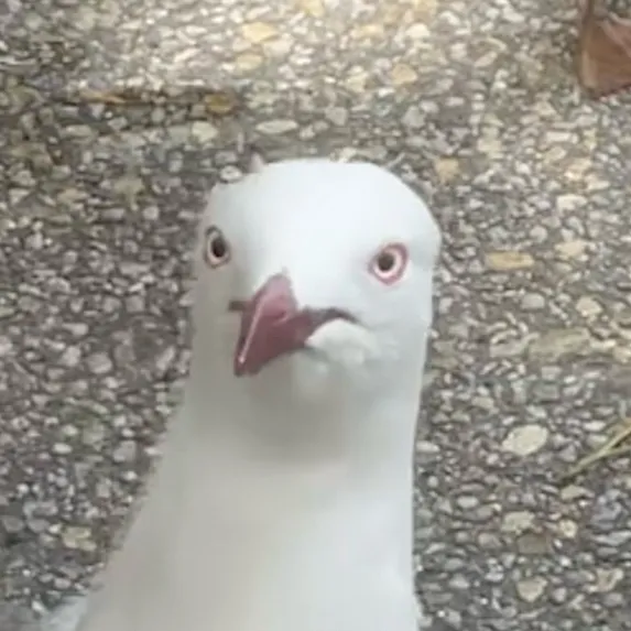 chat with ai character: MR SEAGULL😱🤯