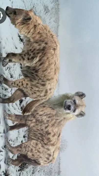 ai character: Cave Hyena cackle. background