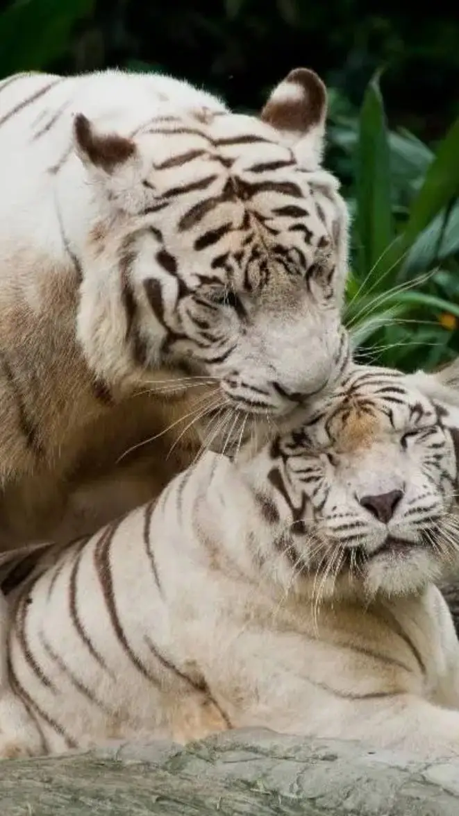 ai character: Leo  background