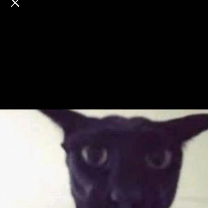 chat with ai character: Larry the cat.