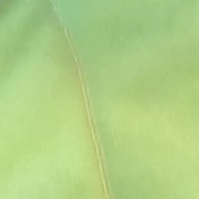 chat with ai character: White furry