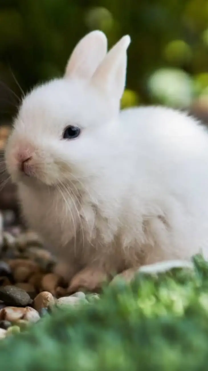 ai character: Felix background