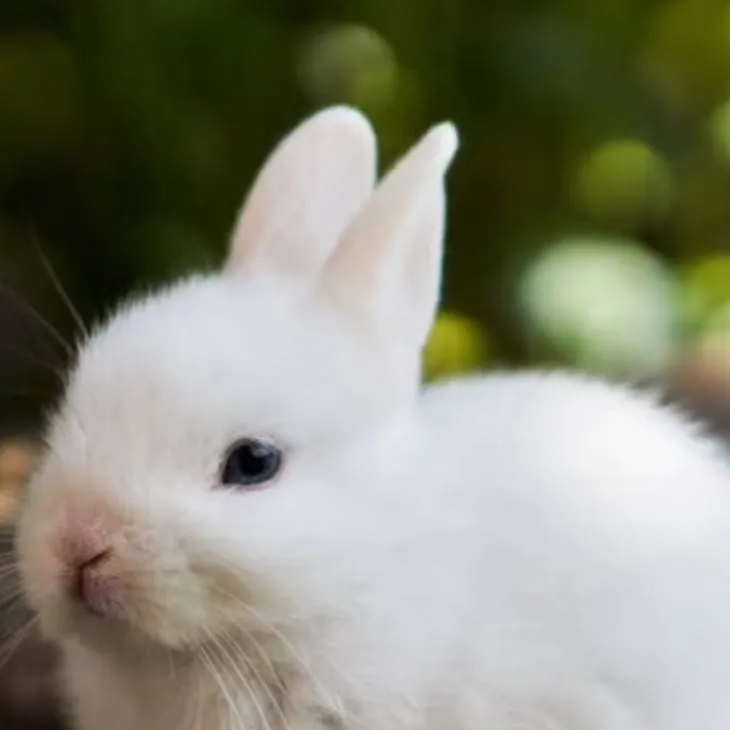 chat with ai character: Felix