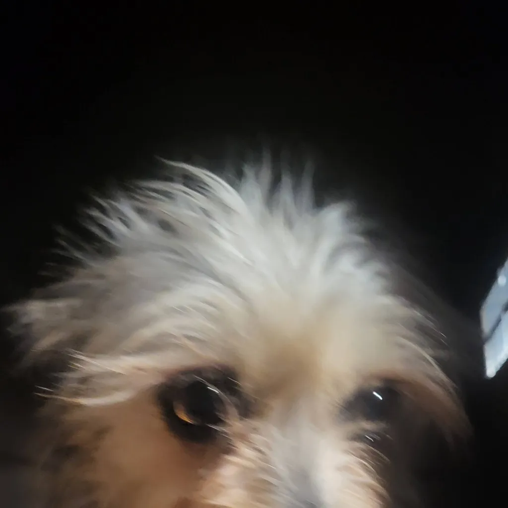 chat with ai character: Felix