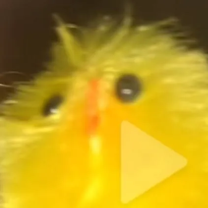 chat with ai character: Felix