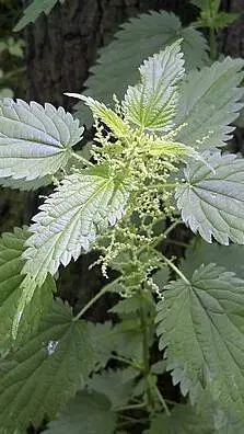 ai character: stinging nettle background