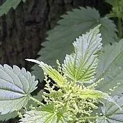 chat with ai character: stinging nettle