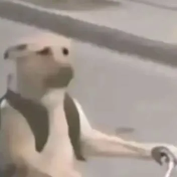 chat with ai character: Perro en bicicleta