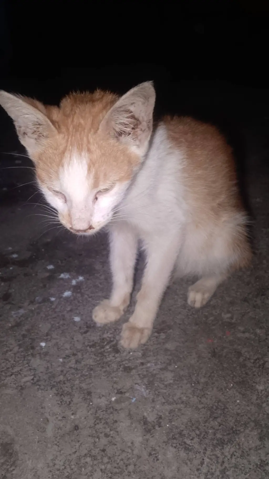 ai character: My dead cat ⚰️ background