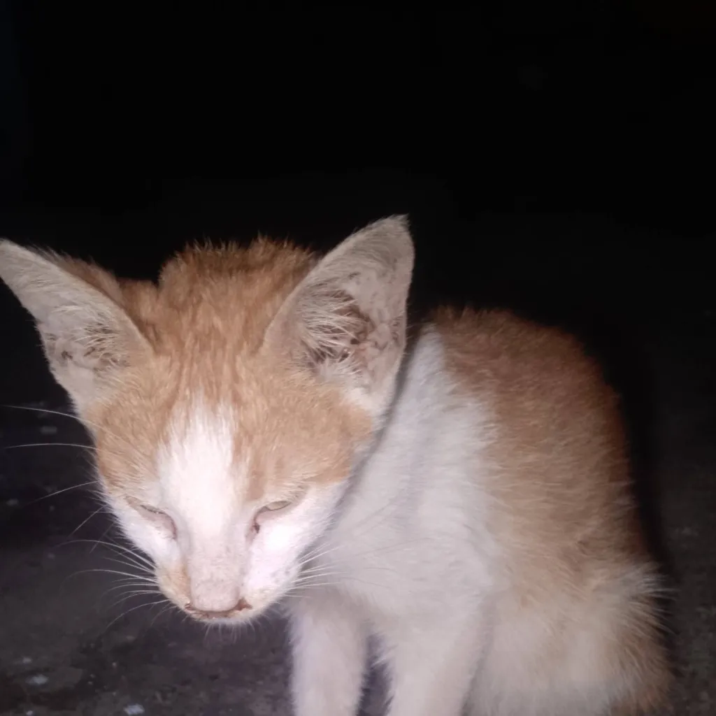 chat with ai character: My dead cat ⚰️