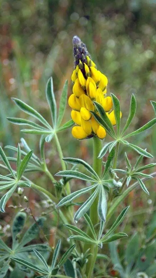 ai character: Felix🐣✨~nam background