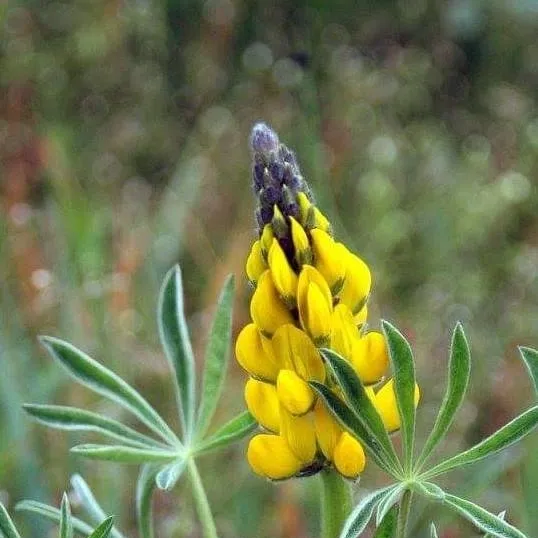 chat with ai character: Felix🐣✨~nam