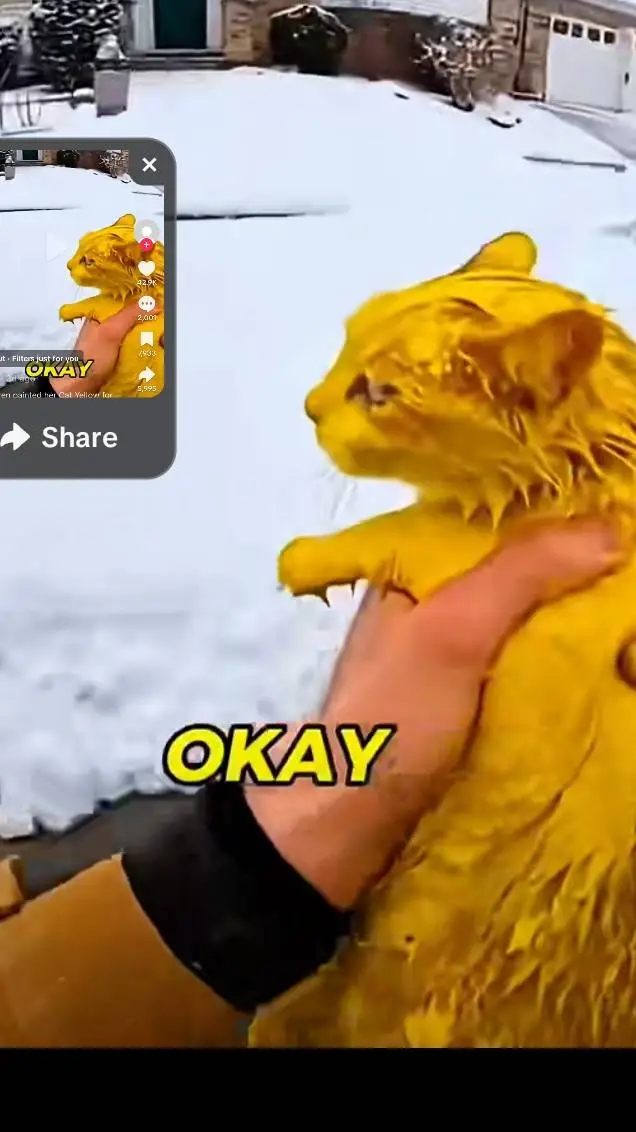 ai character: Karen dye the cat background