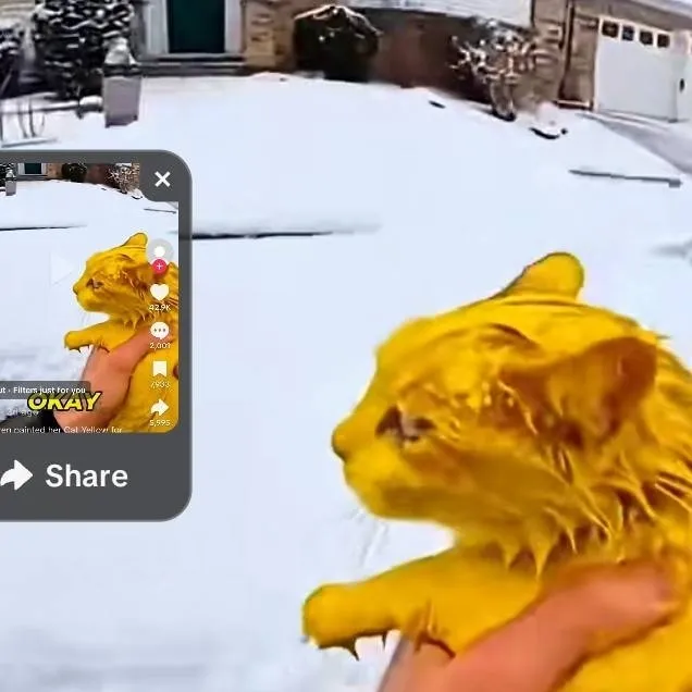 chat with ai character: Karen dye the cat