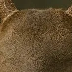 chat with ai character: faceless deer