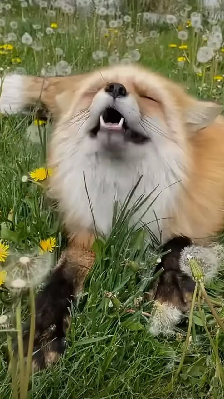 ai character: Red Fox background