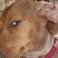 chat with ai character: Sussy dog