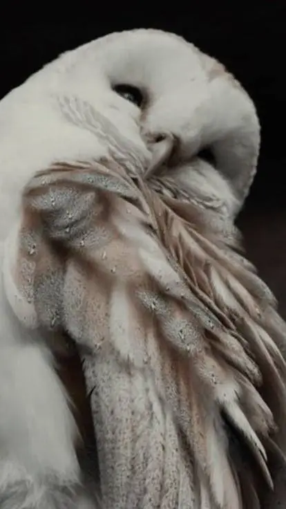 ai character: Chance (nymph)? background