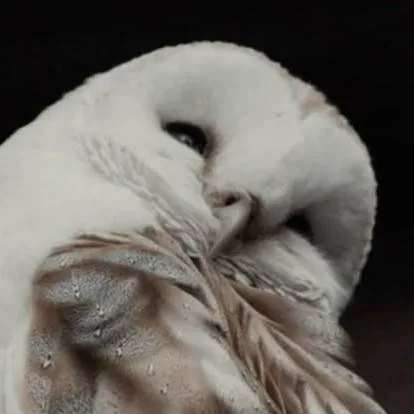 chat with ai character: Chance (nymph)?