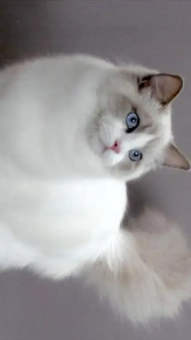 ai character: Gata 4 (Real) background