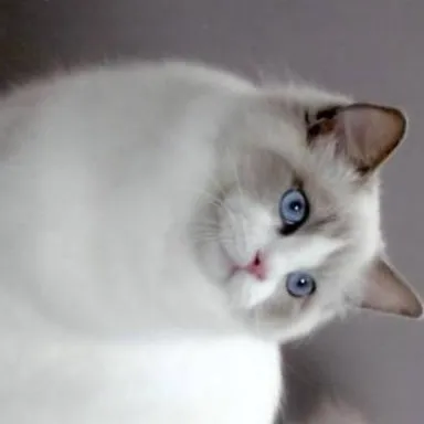 chat with ai character: Gata 4 (Real)