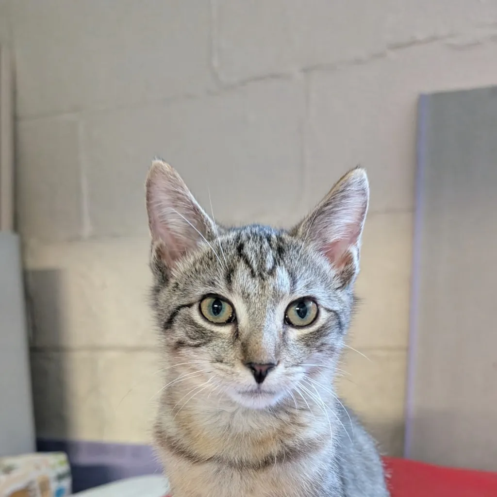 chat with ai character: Cat