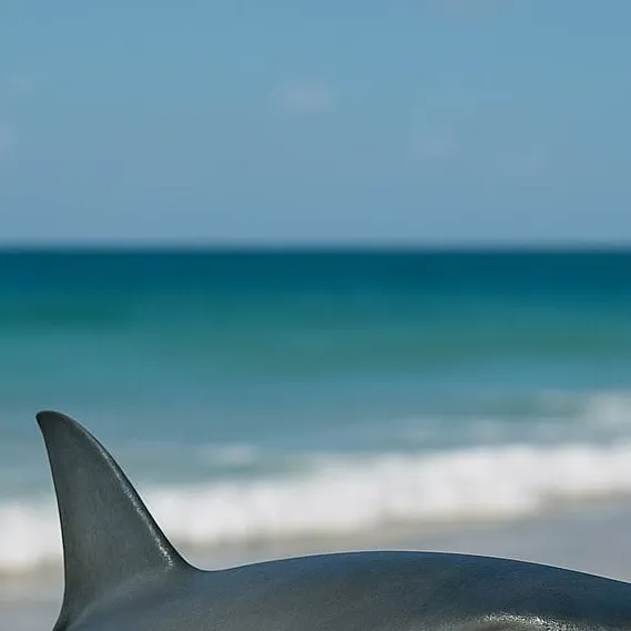 chat with ai character: tralalero junior