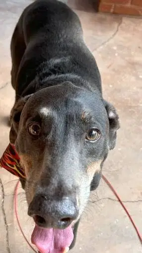 ai character: Dodger Dog  background