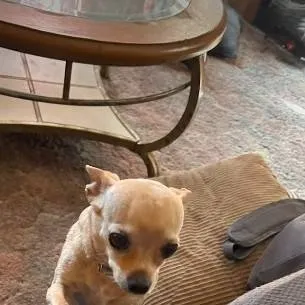 chat with ai character: Chica Dog
