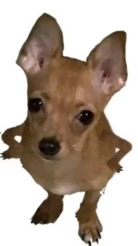 ai character: silly funny dog background