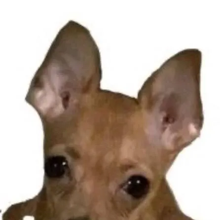 chat with ai character: silly funny dog