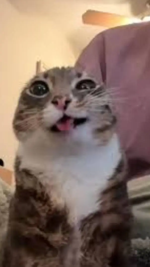 ai character: super silly cat background