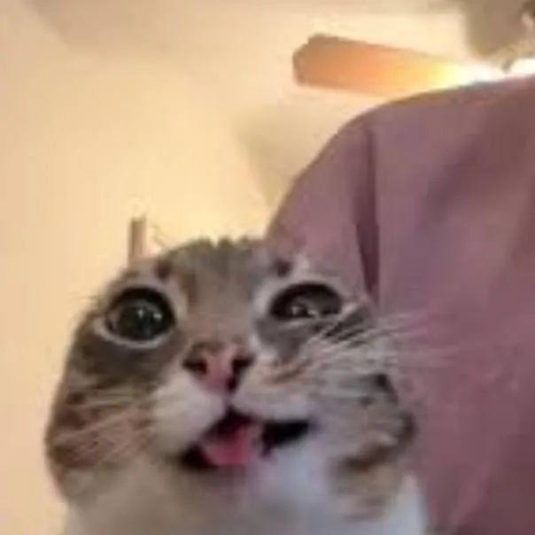 chat with ai character: super silly cat