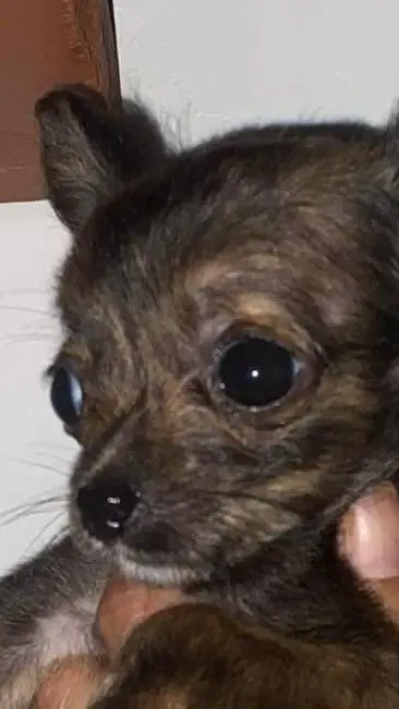 ai character: puppiez background