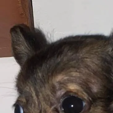 chat with ai character: puppiez