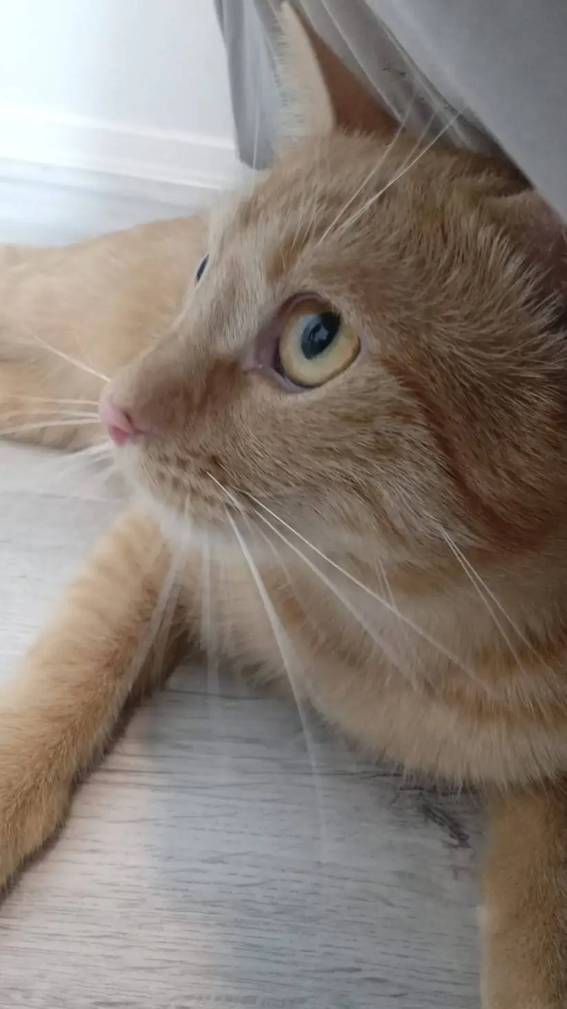 ai character: cat background