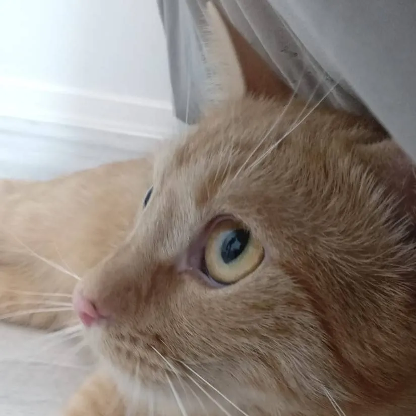 chat with ai character: cat