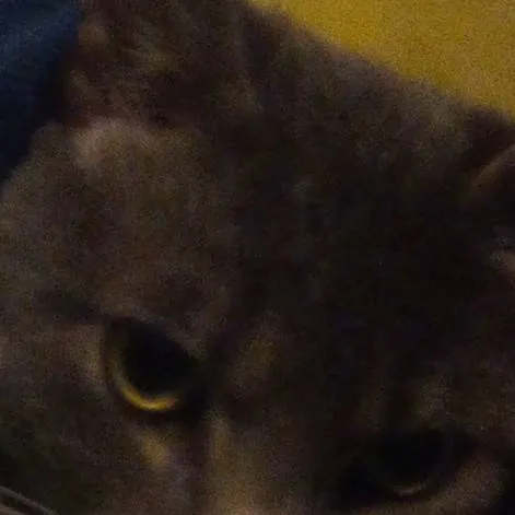 chat with ai character: MY CAT!! (Toonie) 