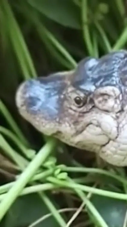 ai character: bob background