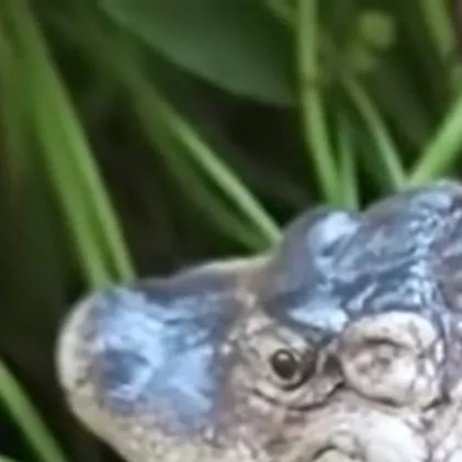 chat with ai character: bob