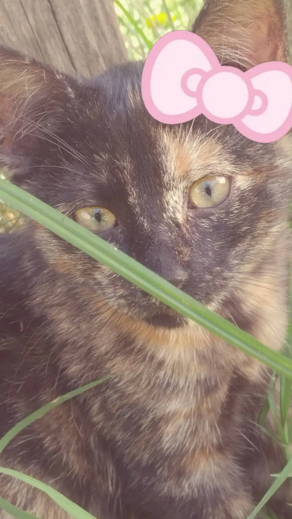 ai character: Hyunjin background