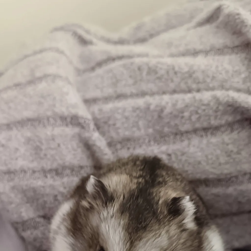 chat with ai character: CH ice skating