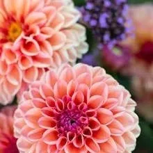 chat with ai character: dahlia wedding