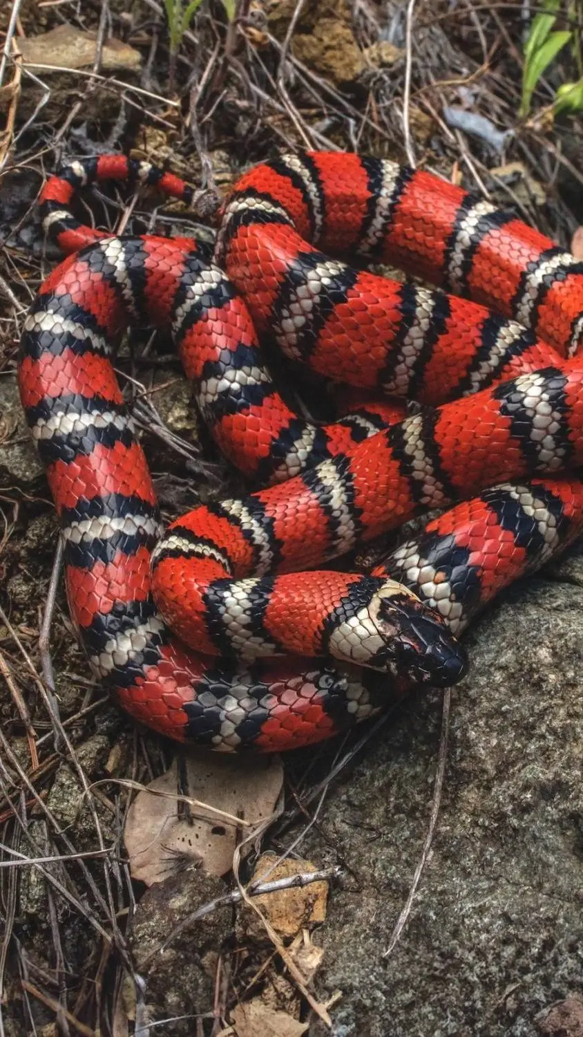 ai character: snake egg background