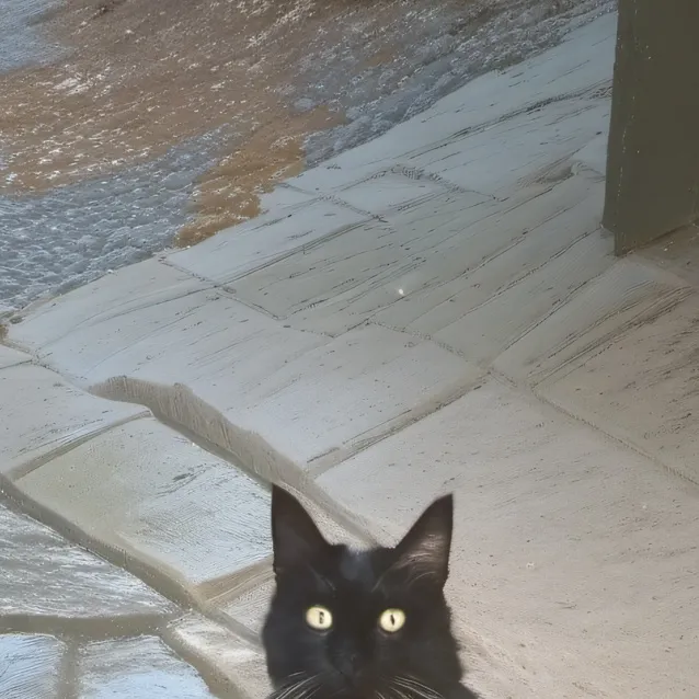 chat with ai character: un gato