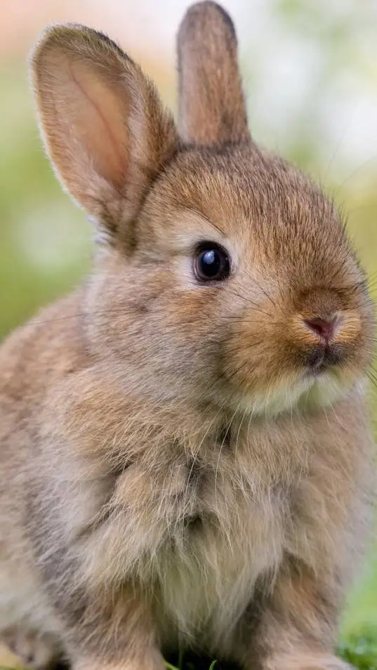 ai character: bunny background