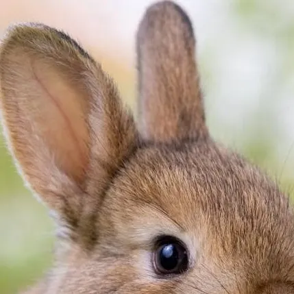 chat with ai character: bunny