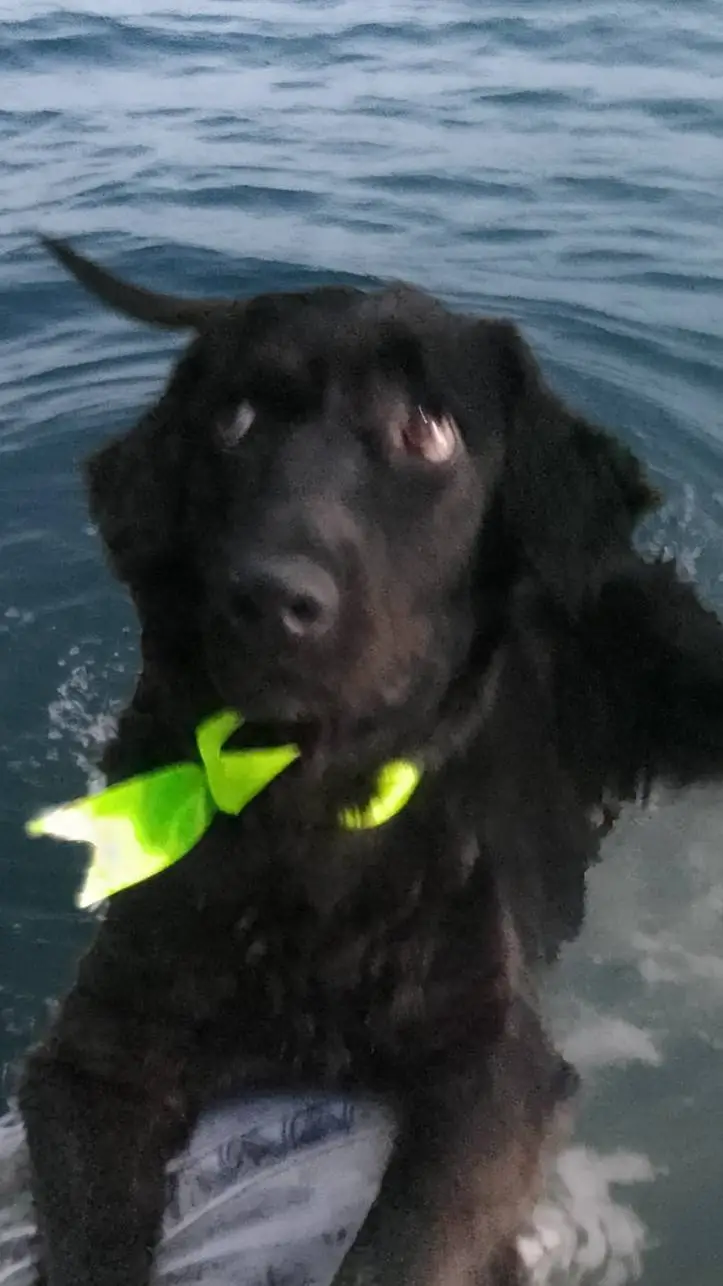 ai character: tú perro *mujer* background