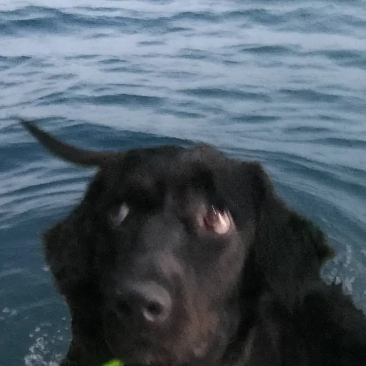 chat with ai character: tú perro *mujer*